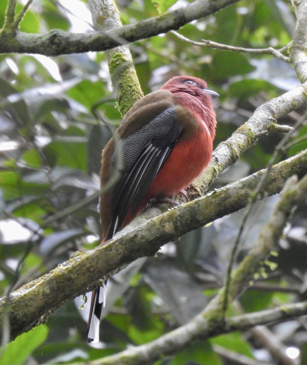 Трогон червоноголовий - ML647690467