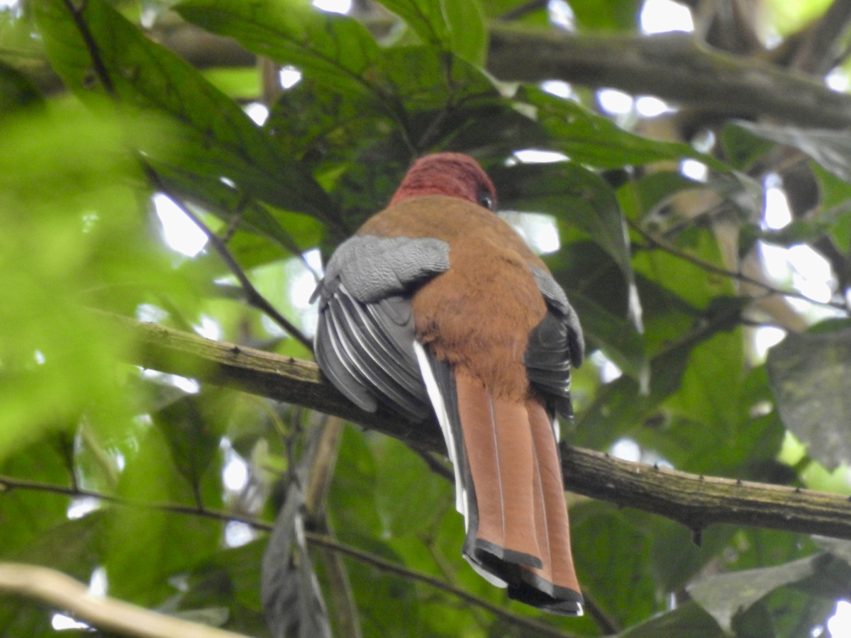 Трогон червоноголовий - ML647690468