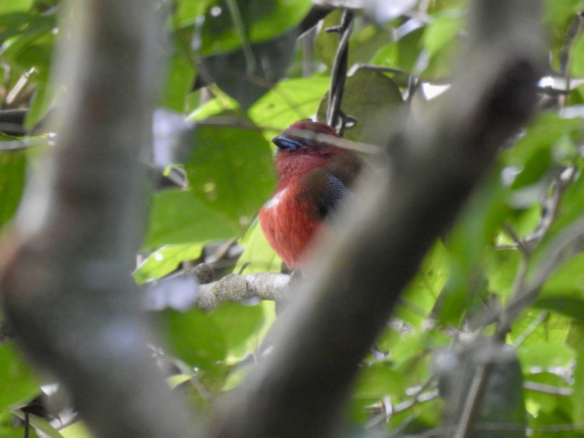 Трогон червоноголовий - ML647690469