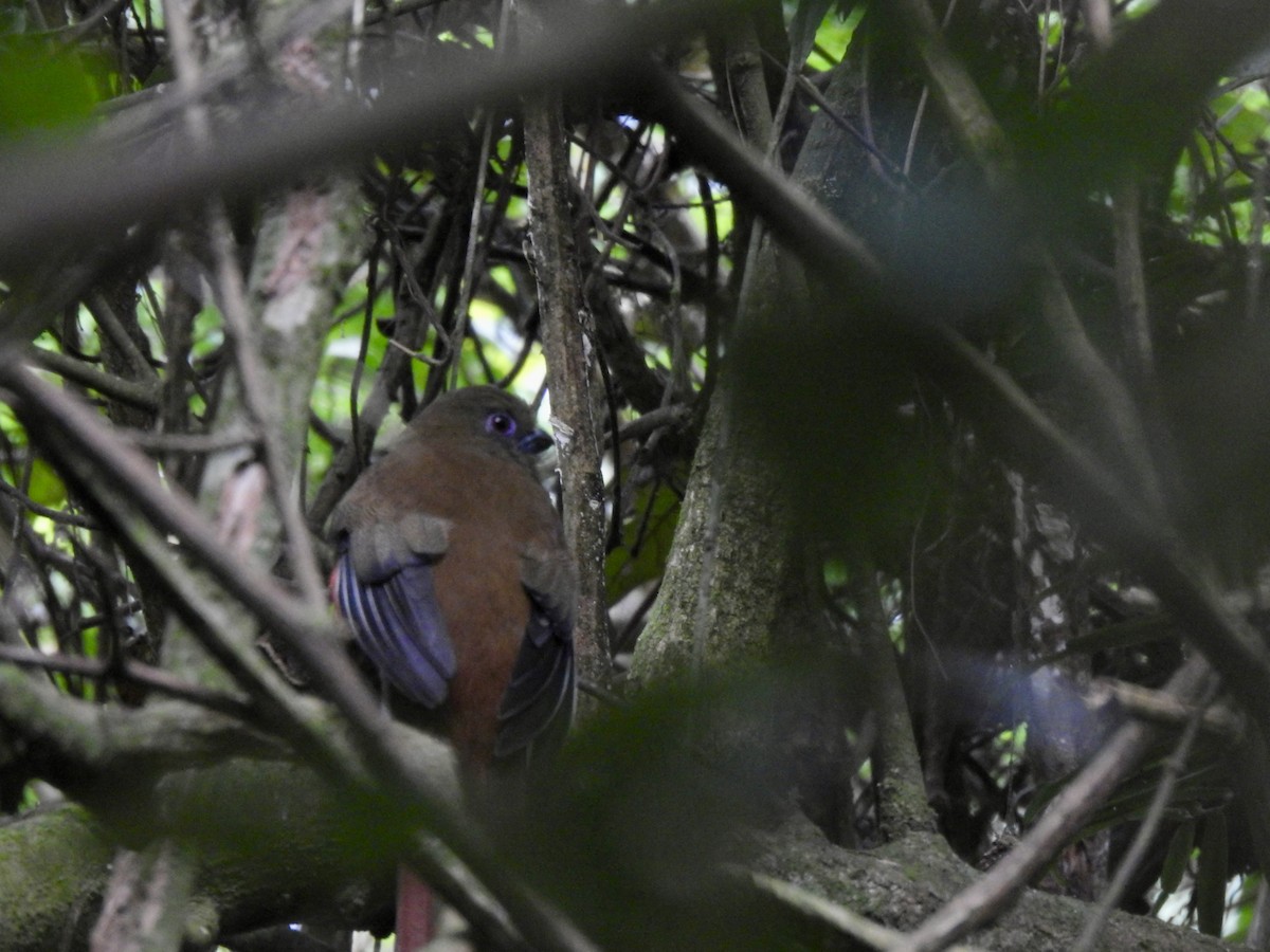 Трогон червоноголовий - ML647690470