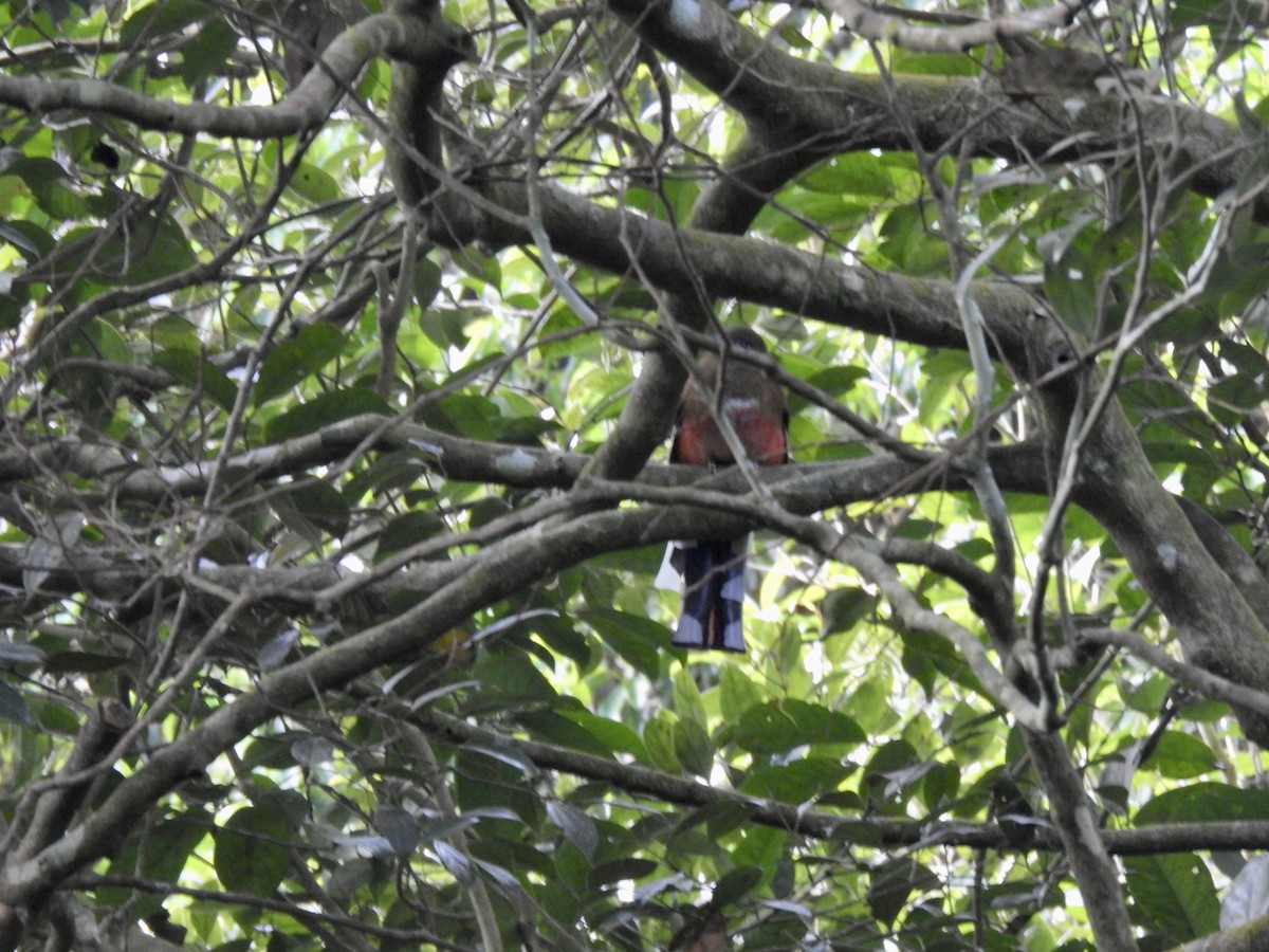 Трогон червоноголовий - ML647690471