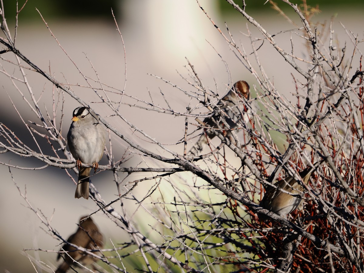 hvitkronespurv - ML647690507