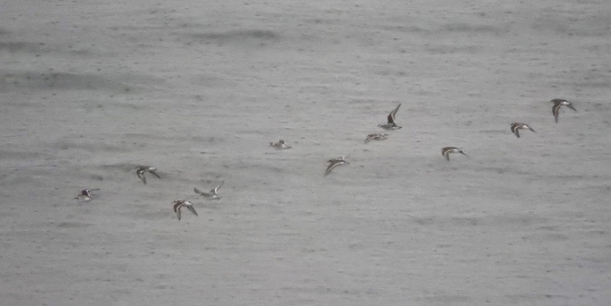 Red-necked Phalarope - ML64769051