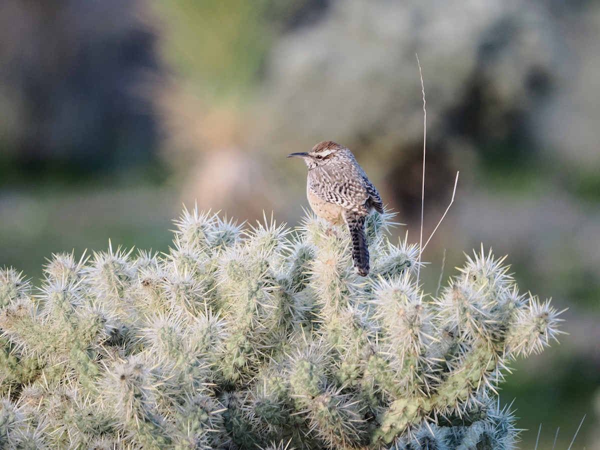 kaktussmett - ML647690534