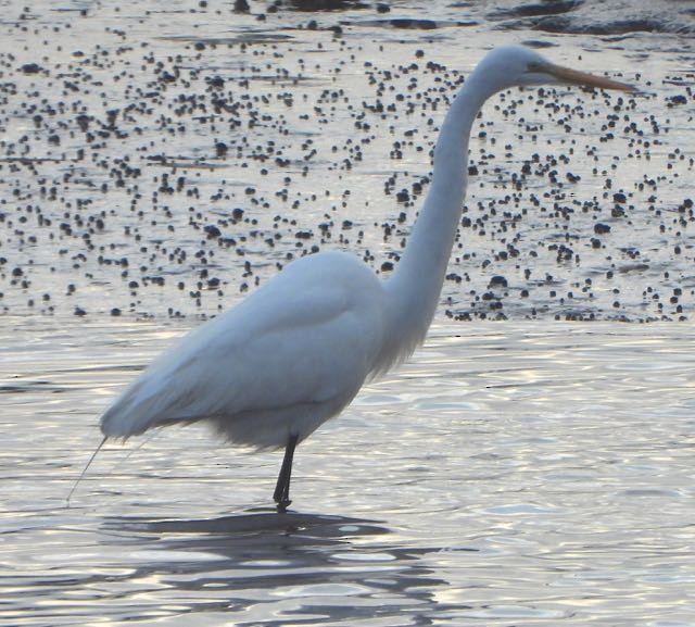 Garceta Grande - ML647690537