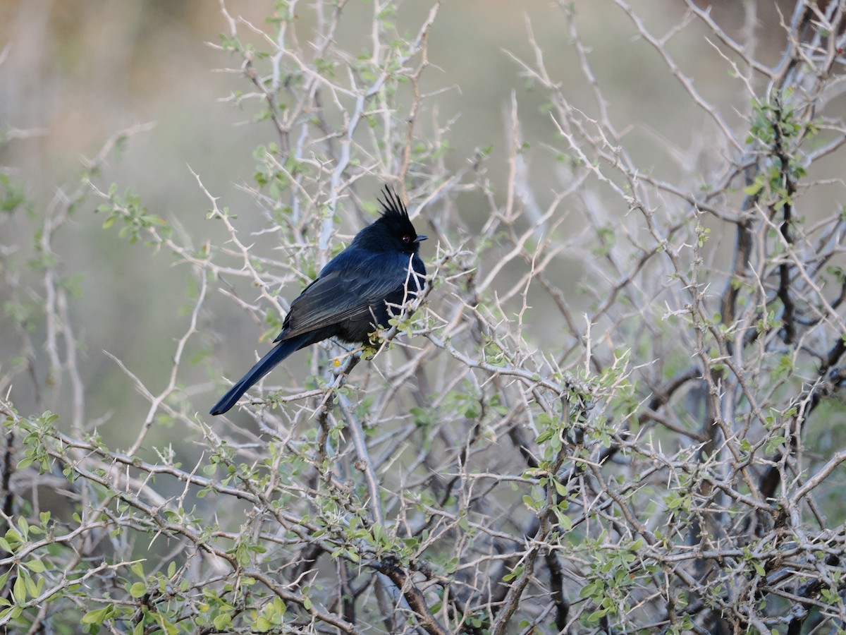 svartsilkefugl - ML647690545