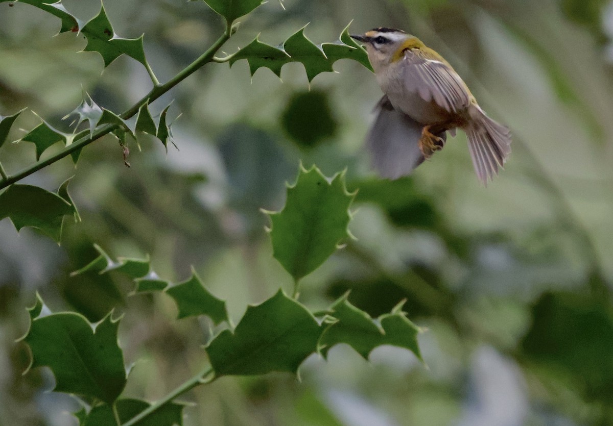 rødtoppfuglekonge - ML647690567