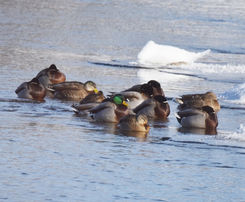 stokkand - ML647690569