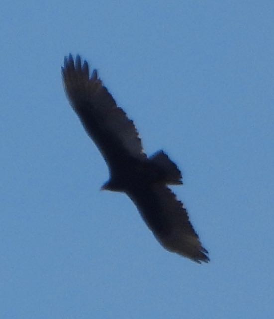 kalkunkondor - ML647690571