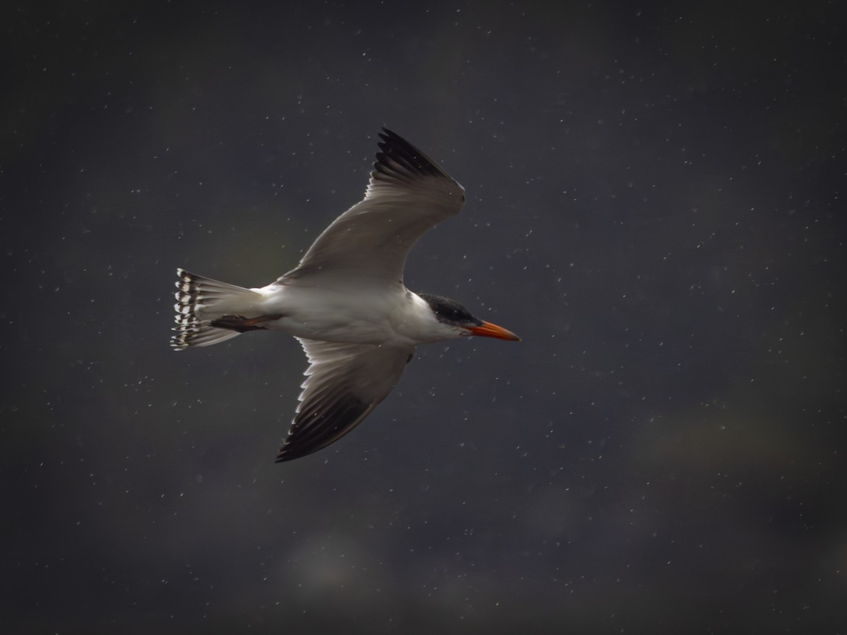 rovterne - ML647690572