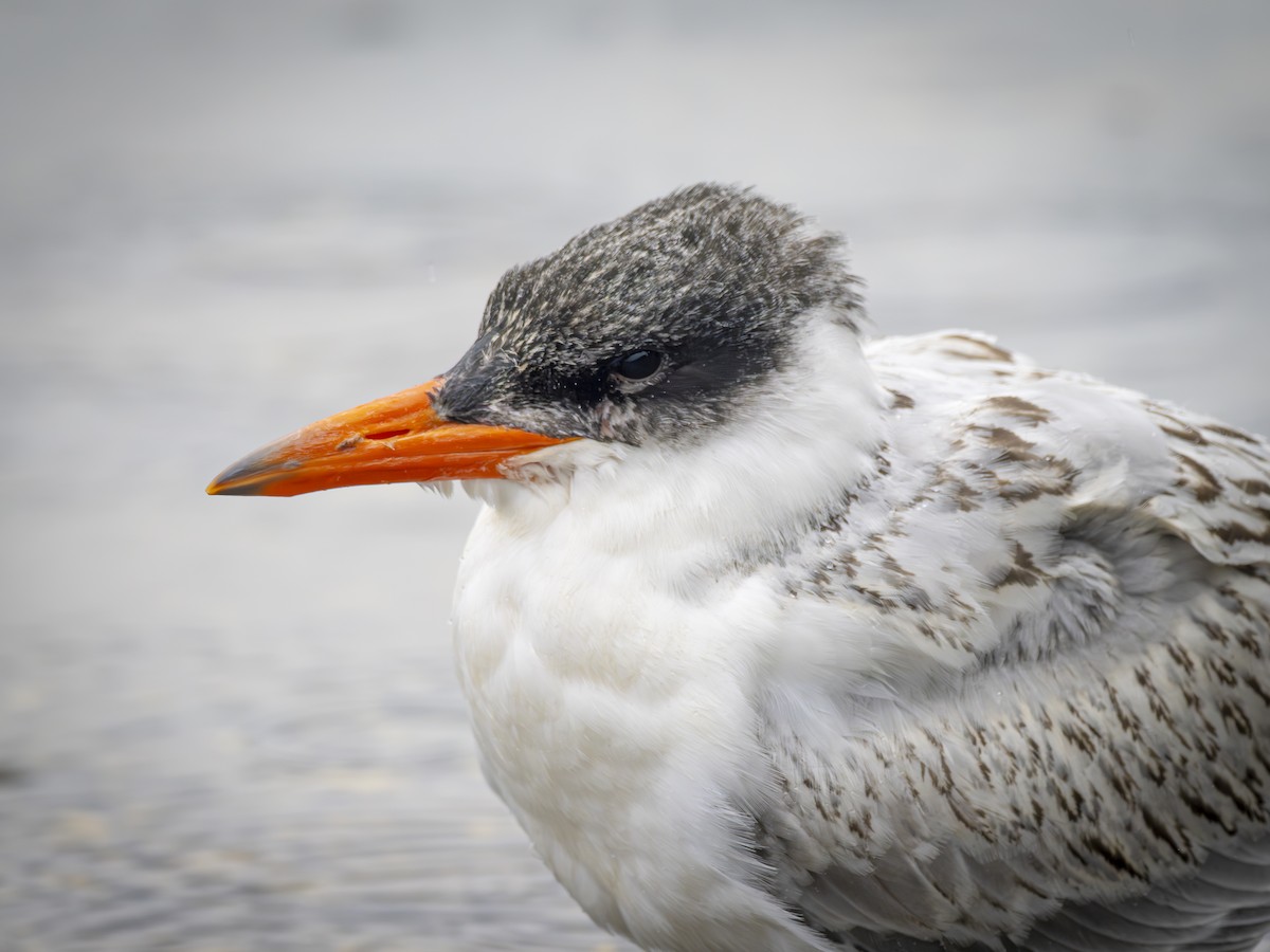 rovterne - ML647690573