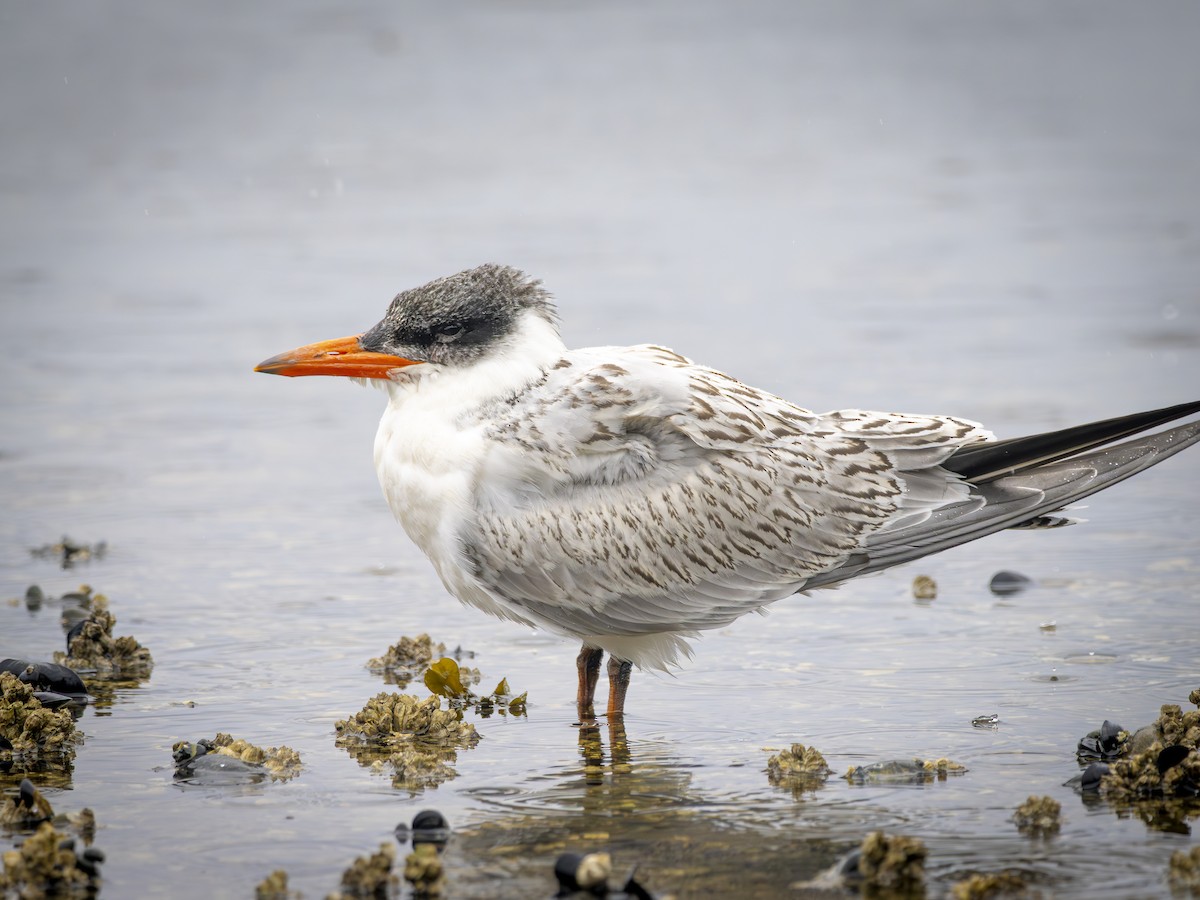 rovterne - ML647690574