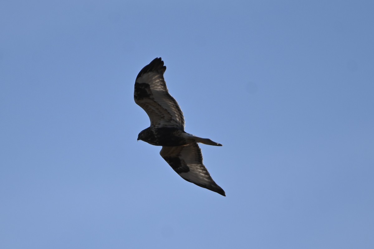 fjellvåk - ML647690575