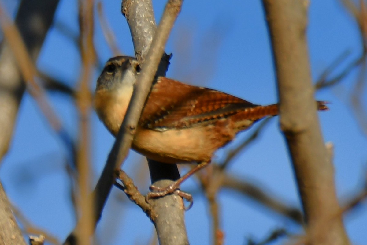 karolinasmett - ML647690576