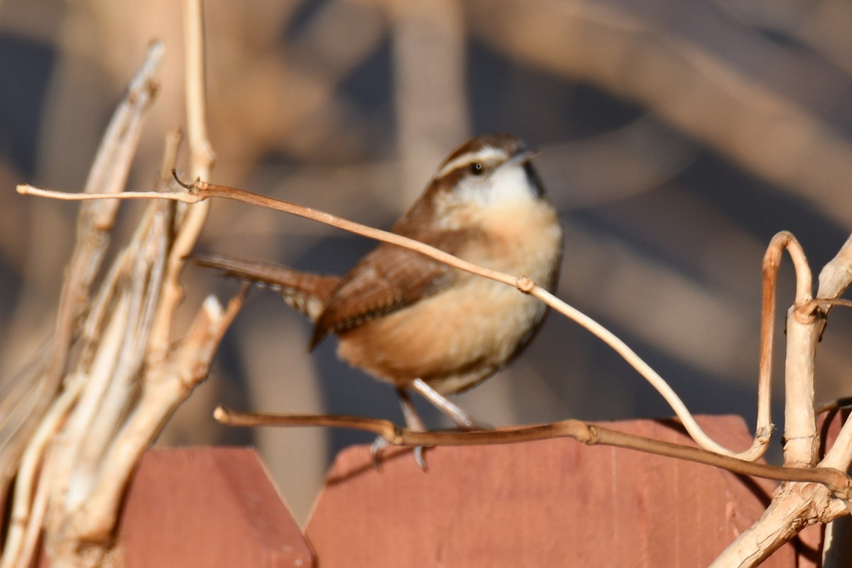 karolinasmett - ML647690577