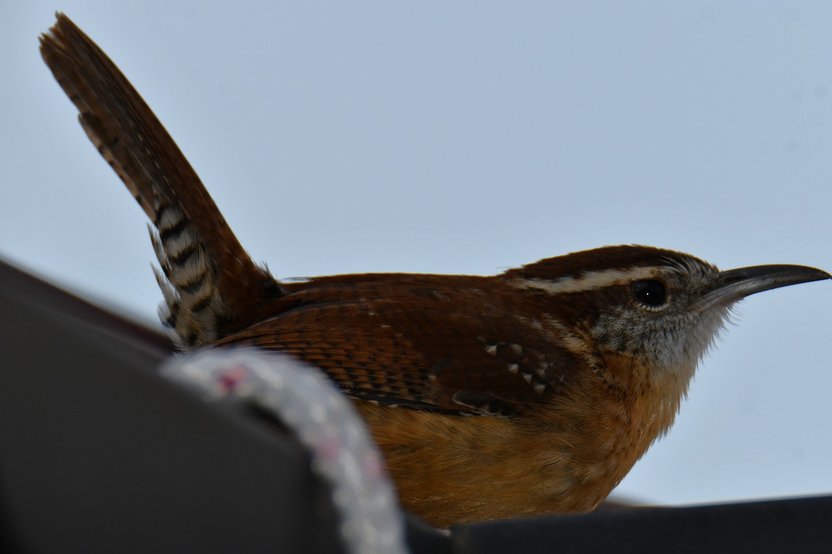 karolinasmett - ML647690578