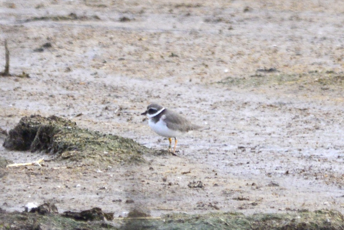 sandlo - ML647690579