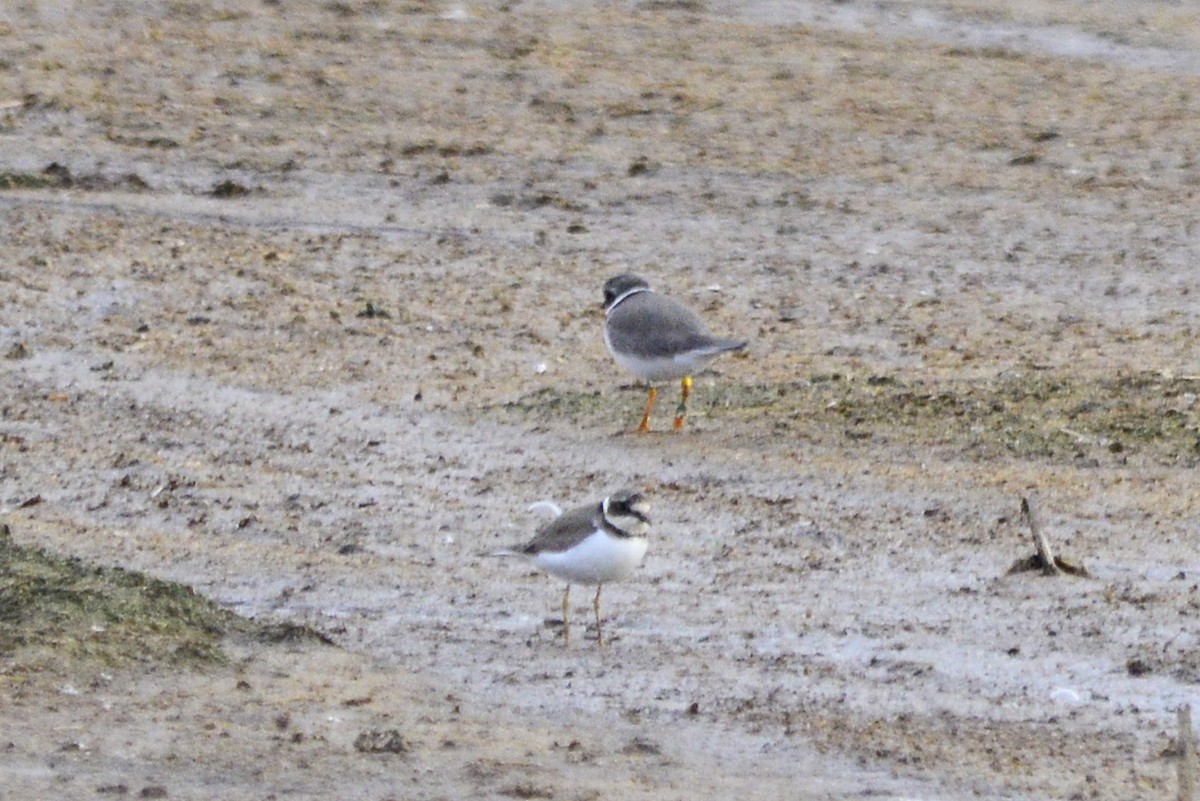 sandlo - ML647690580