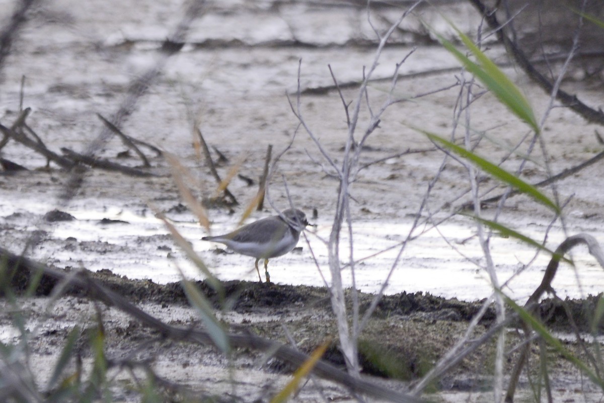 sandlo - ML647690581