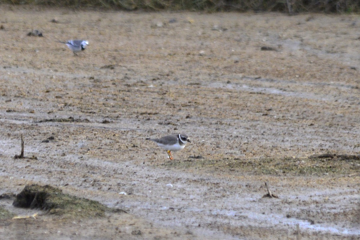 sandlo - ML647690582