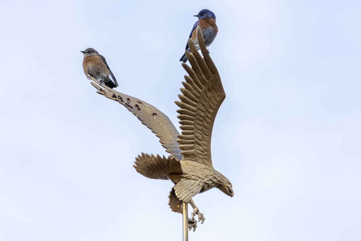 vestblåfugl - ML647690583