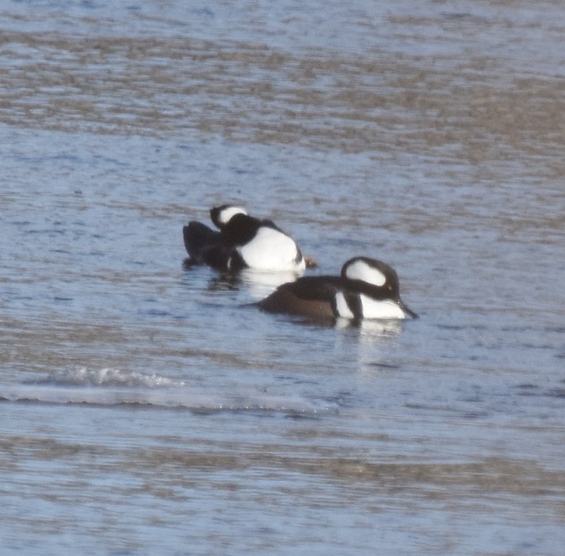 hjelmfiskand - ML647690584