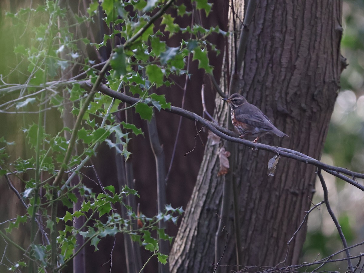 rødvingetrost - ML647690585