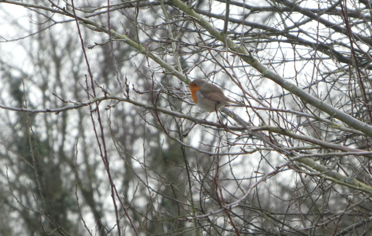 rødstrupe - ML647690586