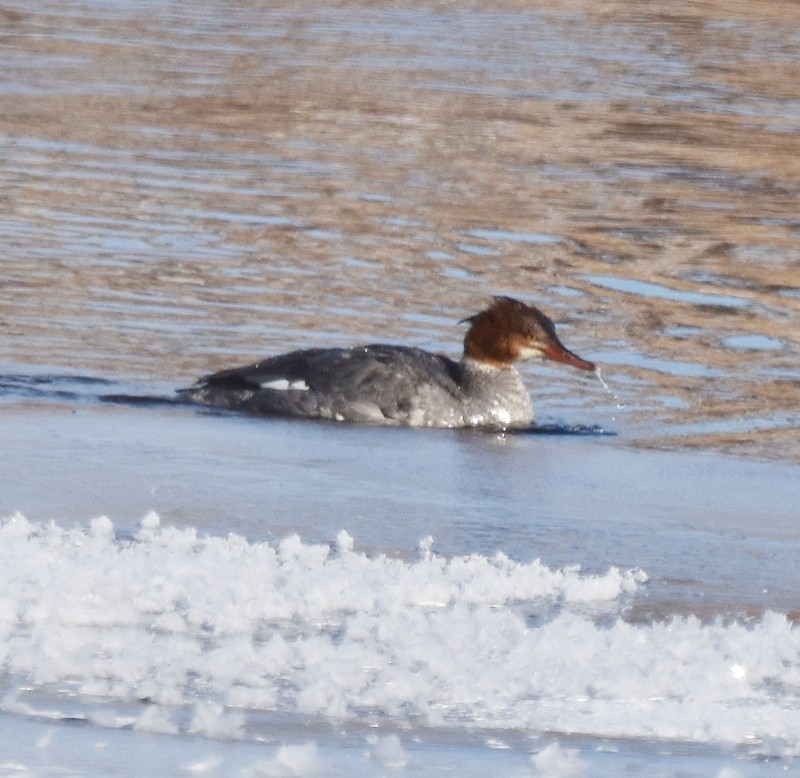 laksand - ML647690587