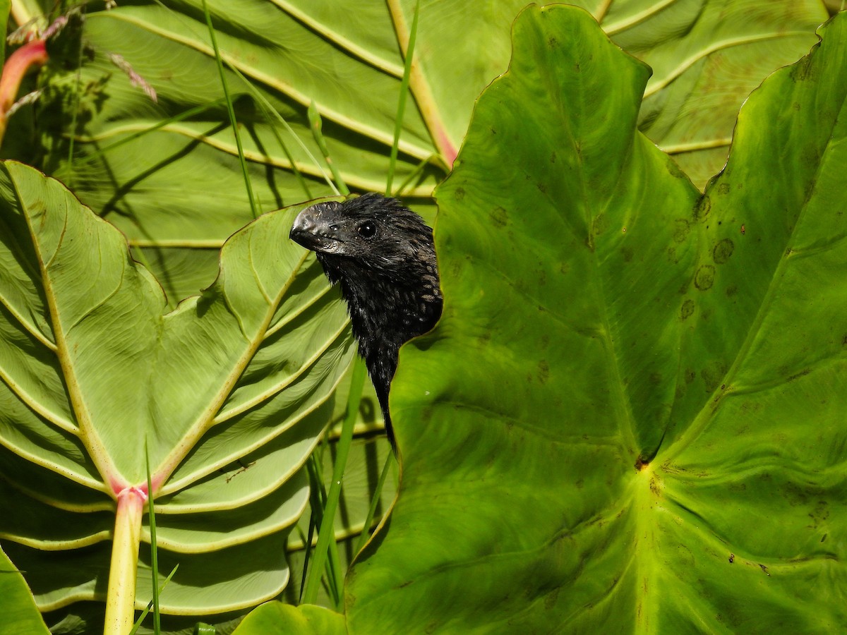 glattnebbani - ML647690588