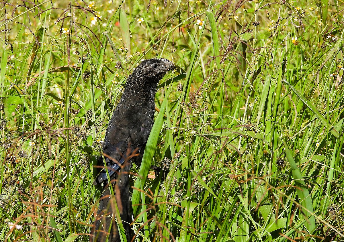 glattnebbani - ML647690589