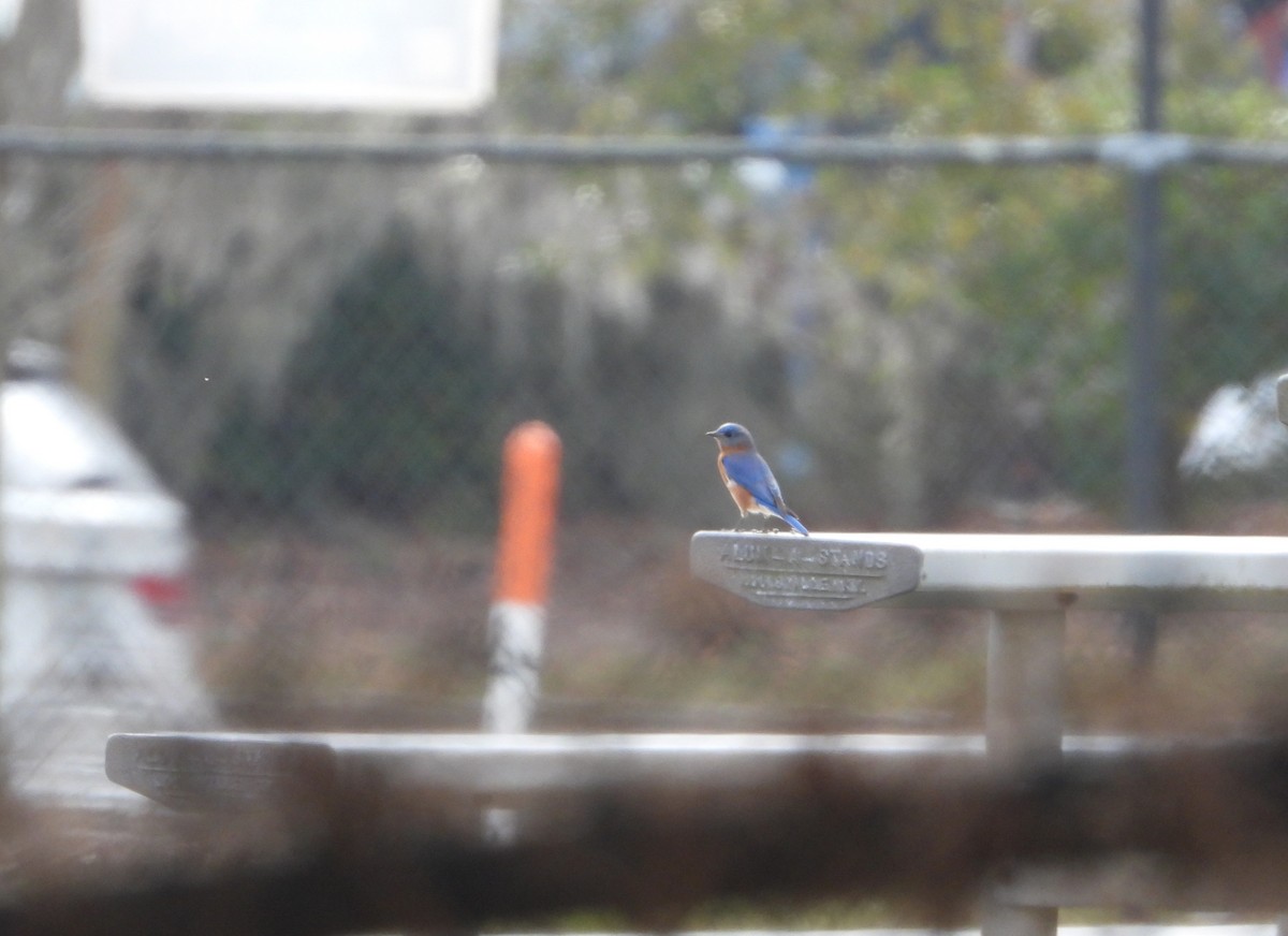 østblåfugl - ML647690590