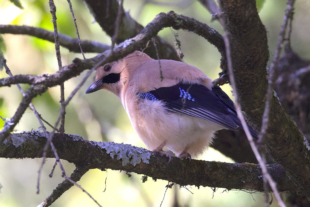 nøtteskrike - ML647690591