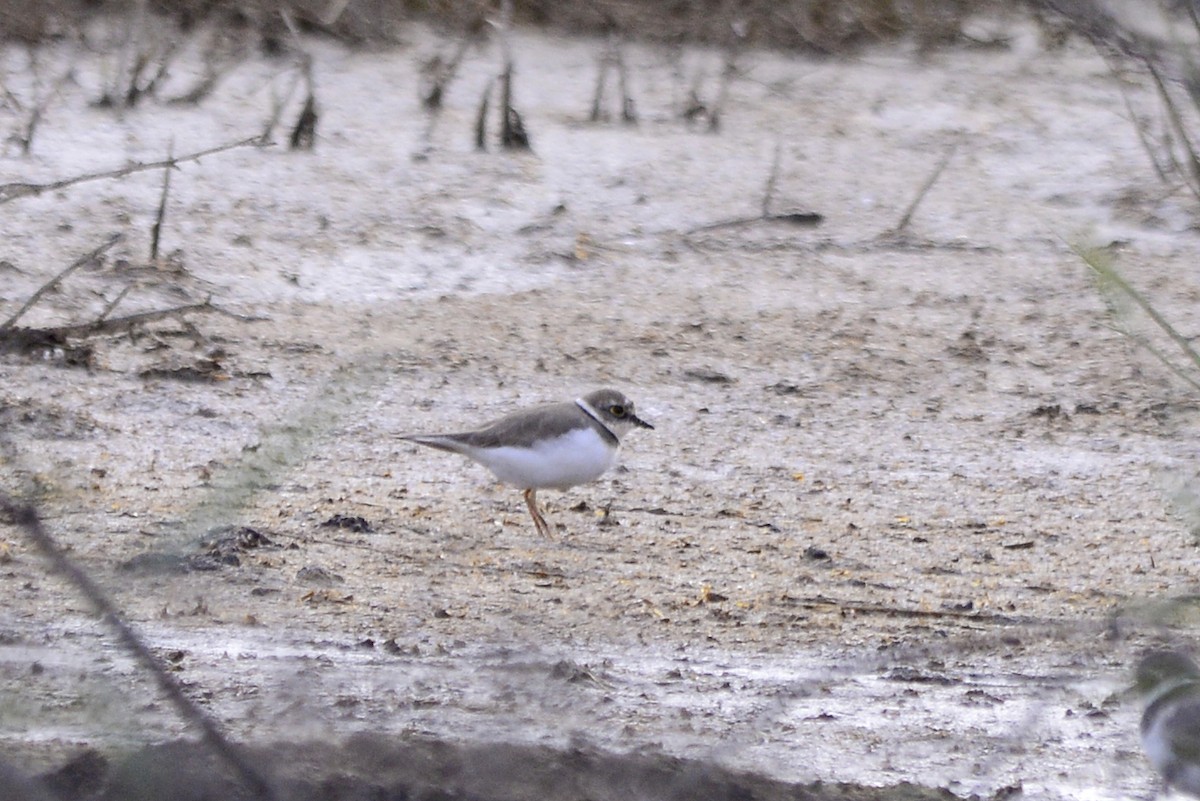 dverglo - ML647690593