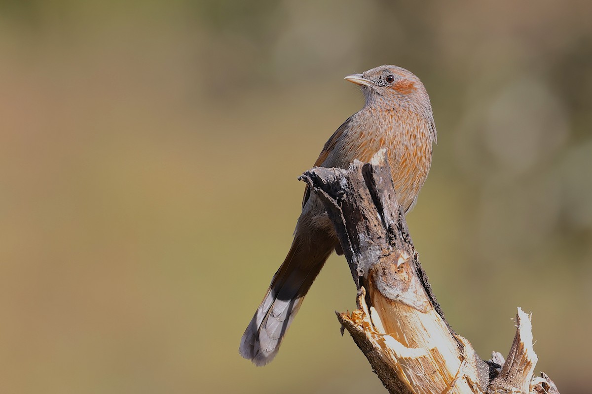 Streaked Laughingthrush - ML647690625