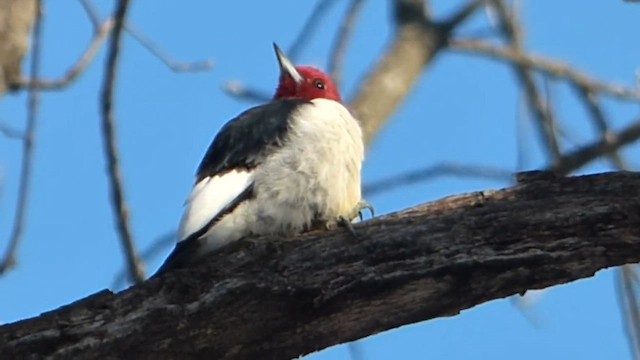 Red-headed Woodpecker - ML647690650