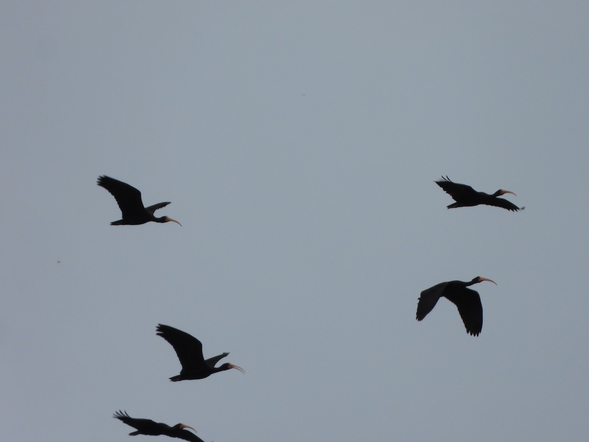 Ibis Afeitado - ML647690663