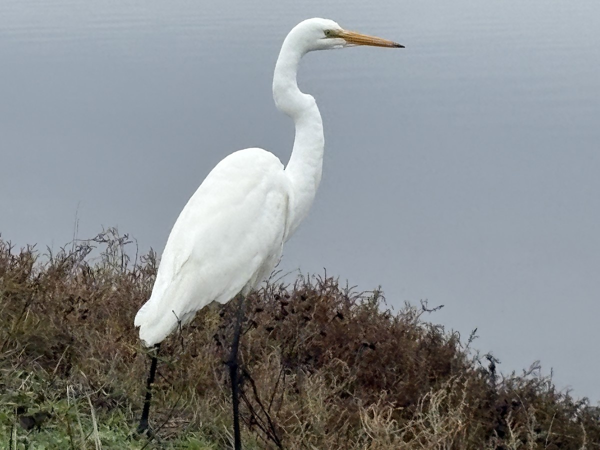 Garceta Grande - ML647690714