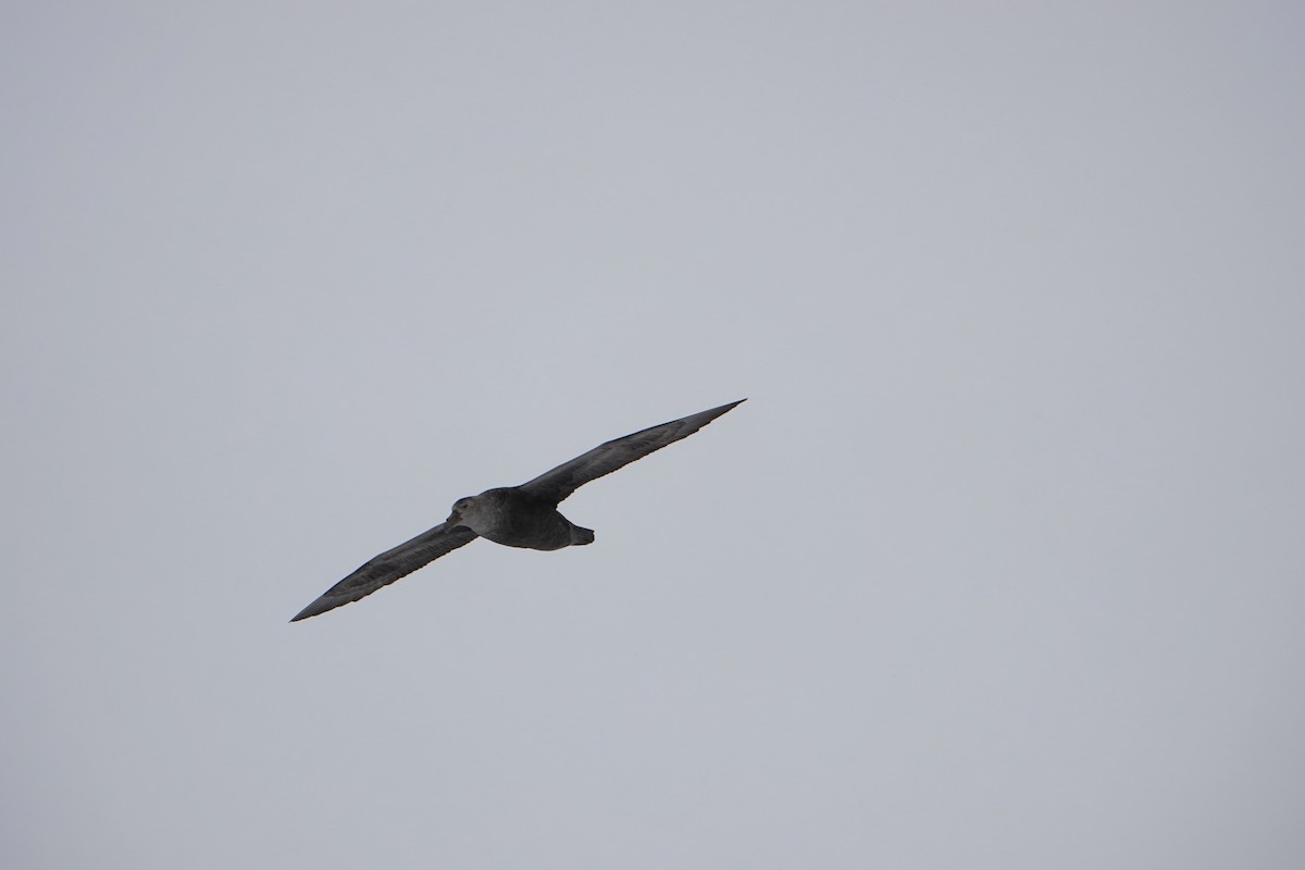 sørkjempepetrell - ML647690718