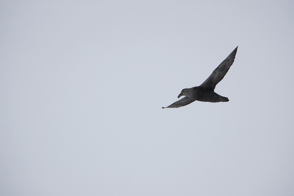 sørkjempepetrell - ML647690720