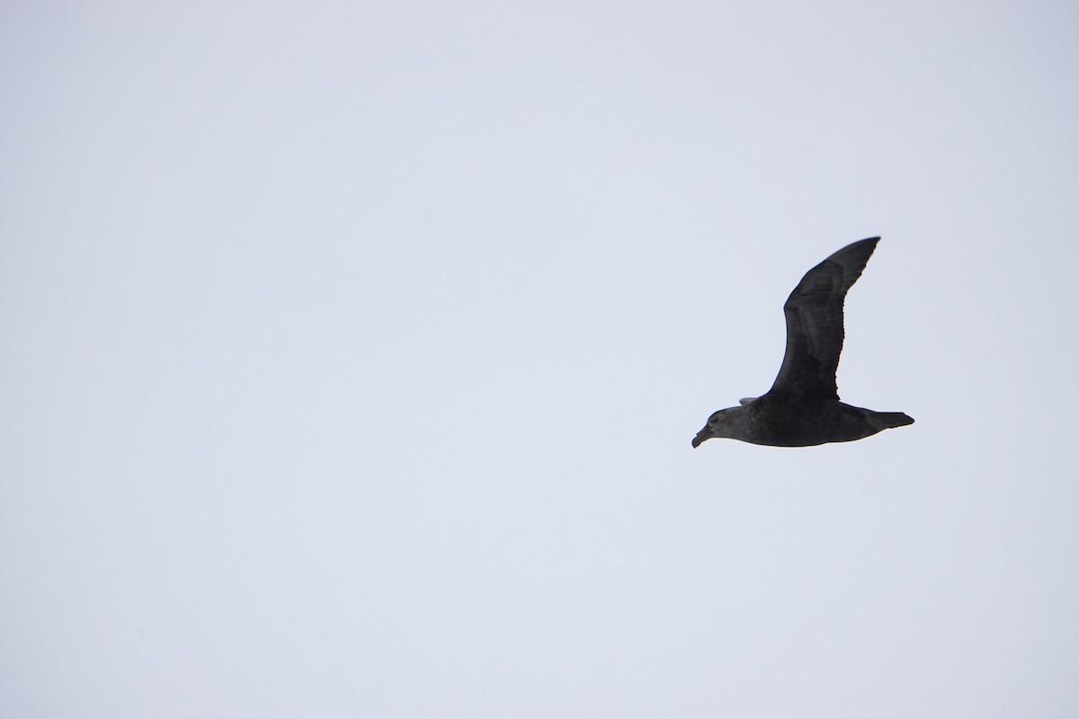 sørkjempepetrell - ML647690723