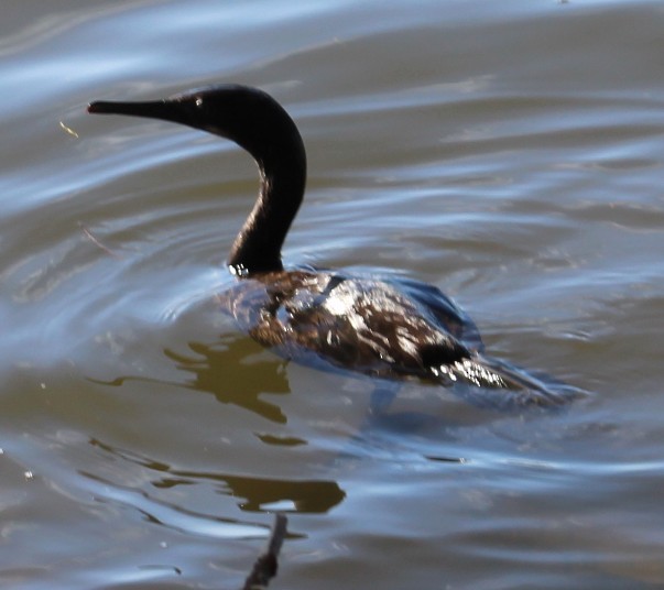 totoppskarv - ML647690735