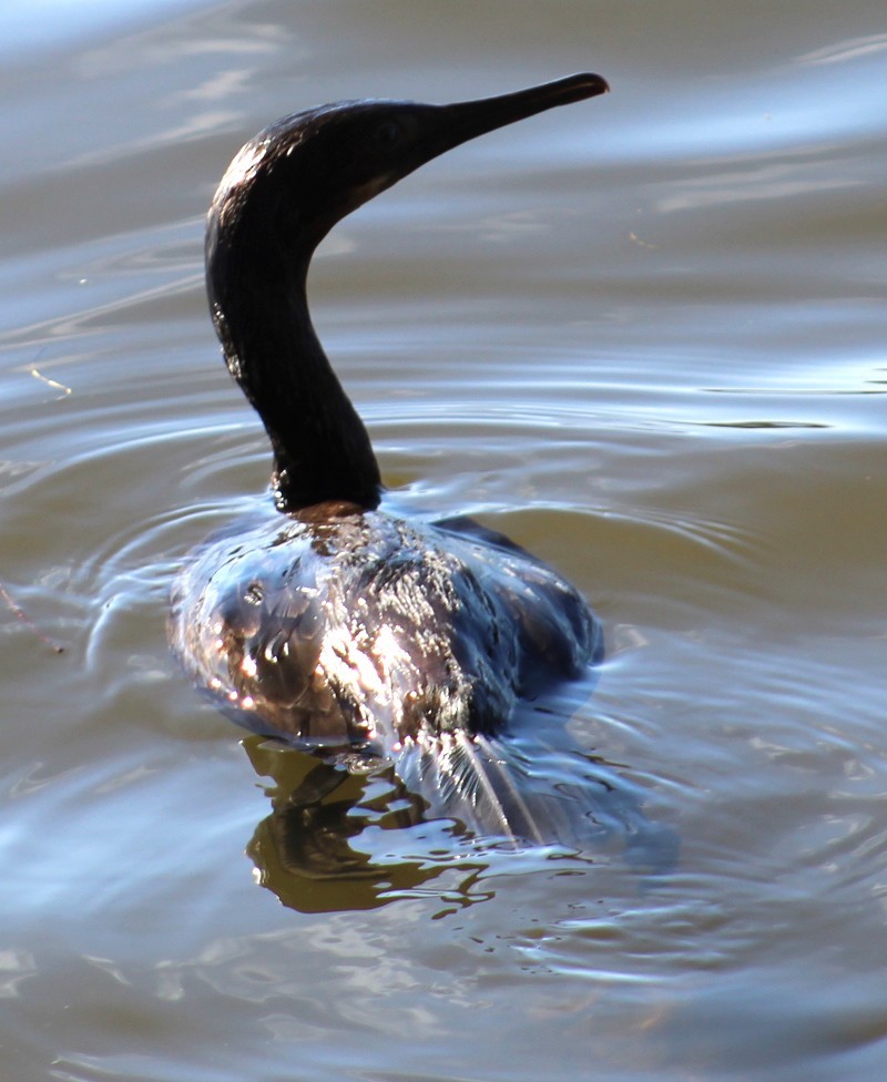 totoppskarv - ML647690736