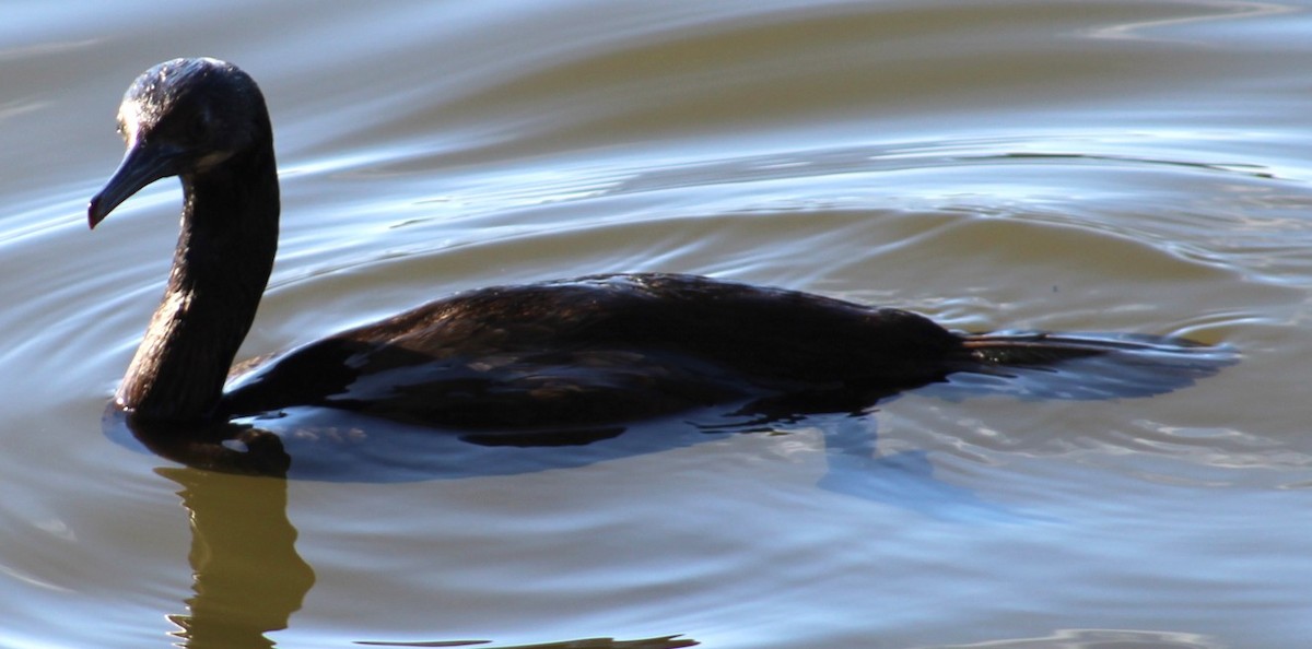 totoppskarv - ML647690737