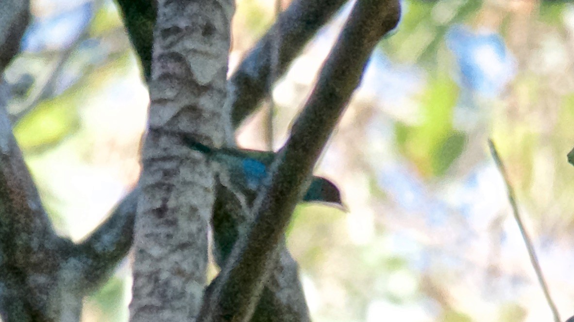 Tangara Cabecibaya - ML647690762