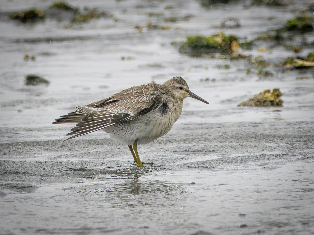 Bécasseau maubèche - ML647690774