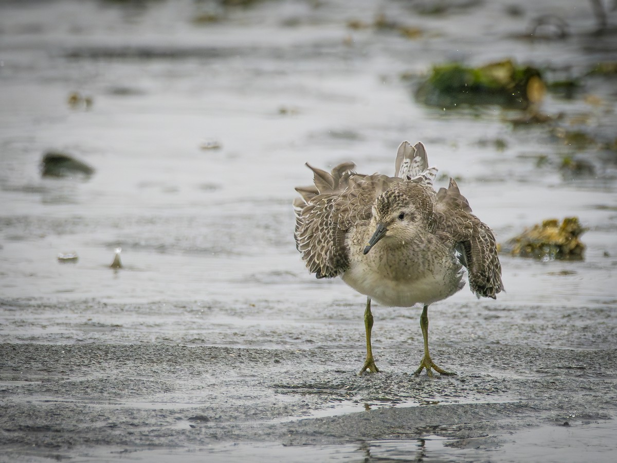 Bécasseau maubèche - ML647690775