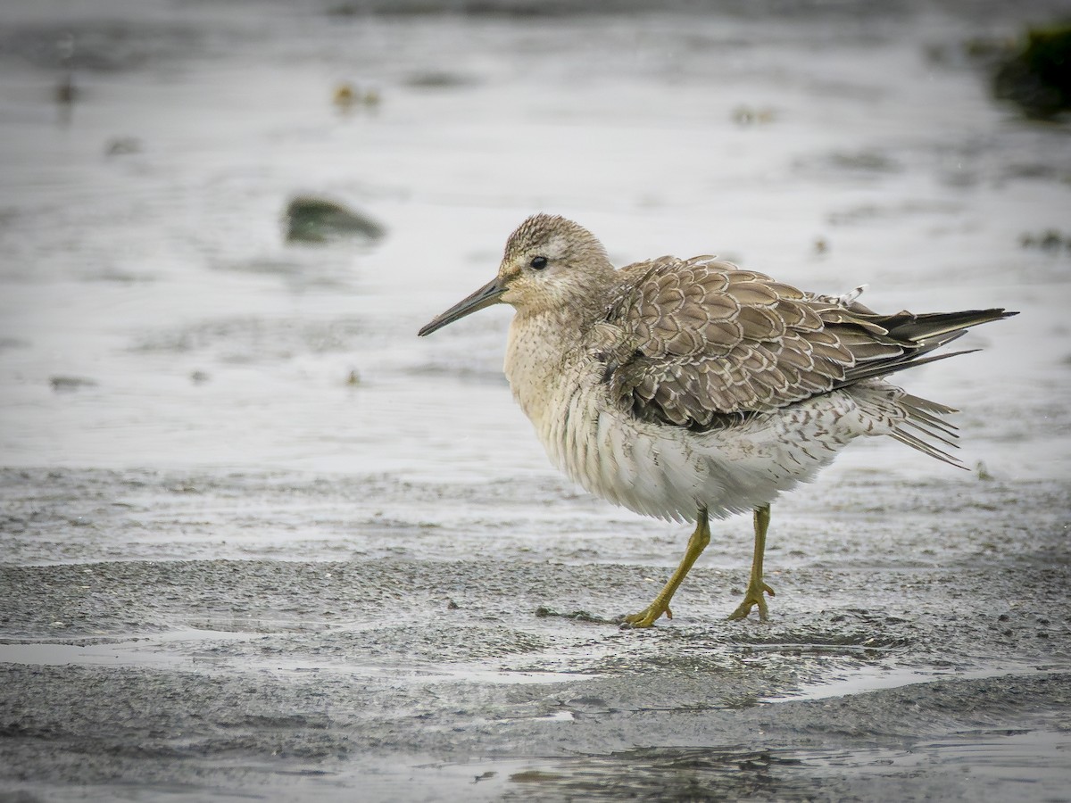 Bécasseau maubèche - ML647690776