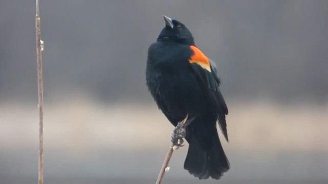 Red-winged Blackbird - ML647690780