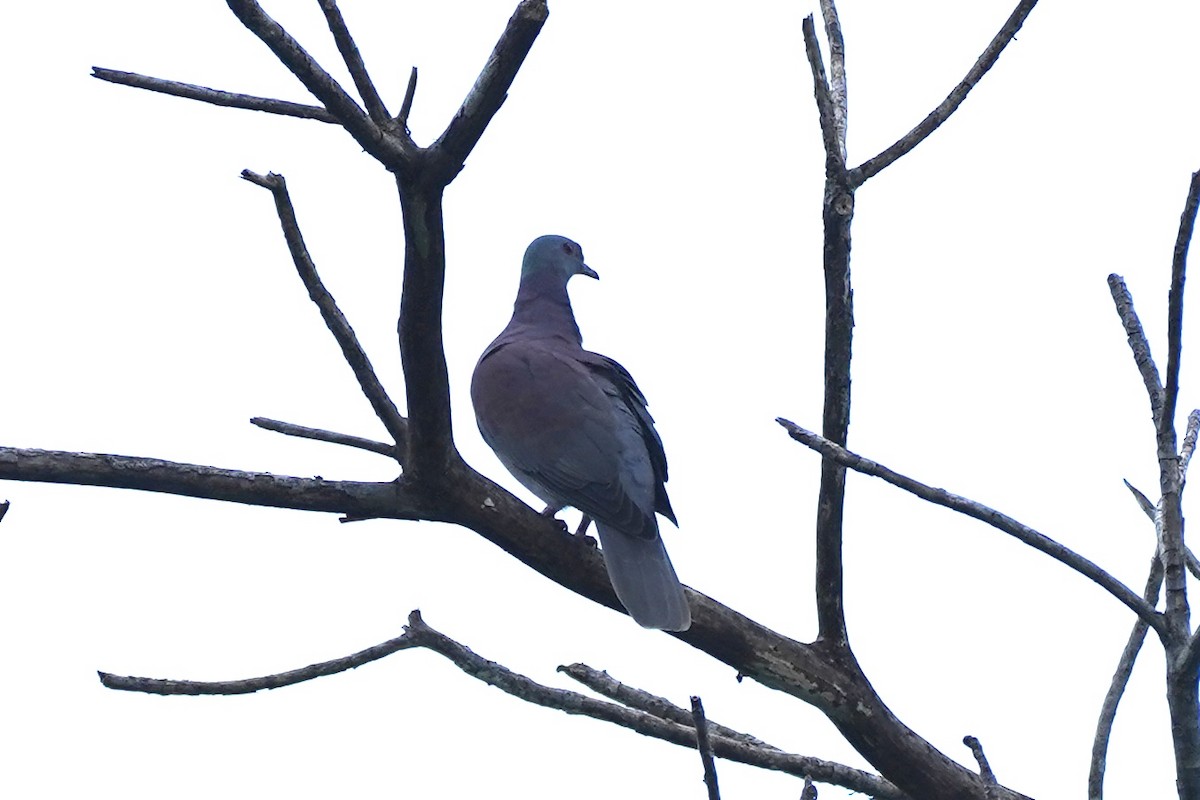 Paloma Colorada - ML647690787